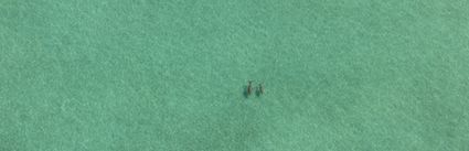 Mother and Calf Dugongs - Great Sandy Strait - Fraser Island - QLD (PBH4 00 17845)